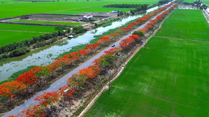 Mùa hoa phượng nở rộ trên tuyến đường đẹp Tây Ninh