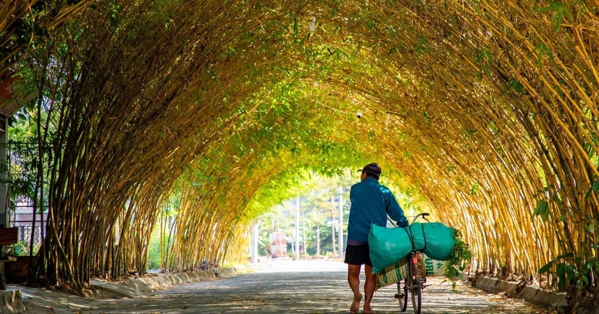 Hàng tre ngà ở Hưng Yên gây sốt vì đẹp như đường hầm cổ tích